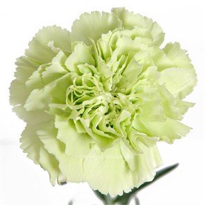 Гвоздика SE-Dianthus SE-Pradomint-FC d3434fe8-abca-11ee-0a80-07a9004c4f94
