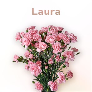 Гвоздика куст SE-Dianthus sp SE-Laura--FC d3ad3136-7617-11ed-0a80-07140026e225