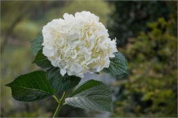Гортензия-Hydrangea-White-HE 3b7ae167-5f2c-11f1-0a80-10ec000dad82