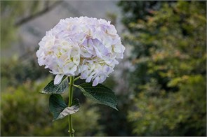 Гортензия-Hydrangea-Lavender-HE 3b7fb43c-5f2c-11f1-0a80-10ec000dad85