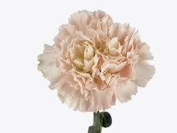 Гвоздика SE-Dianthus SE-Hanoi-FC 297bf5ff-f82a-11ef-0a80-171f00560263