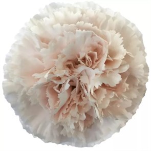 Гвоздика SE-Dianthus SE-Brut-FC 322bb5b2-6671-11ed-0a80-06480018bb8b