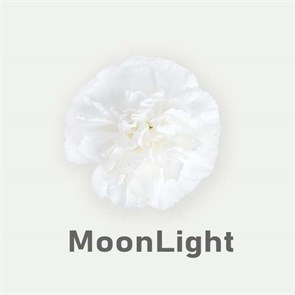 Гвоздика SE-Dianthus SE-Moon Light-FC 325498f3-6671-11ed-0a80-06480018bb9d