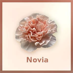 Гвоздика SE-Dianthus SE-Novia-FC 325e3213-6671-11ed-0a80-06480018bba0