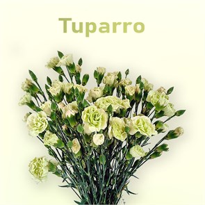 Гвоздика куст SE-Dianthus sp SE-Tuparro-FC 326be1a3-6671-11ed-0a80-06480018bba6