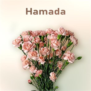Гвоздика куст SE-Dianthus sp SE-Hamada--FC 589fec10-7617-11ed-0a80-09bc0024b872