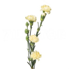 Гвоздика куст SE-Dianthus sp SE-Caesar--FC 65fea343-6f1a-11ee-0a80-03c90006d3e0