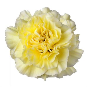 Гвоздика SE-Dianthus SE-Rodas-FC 6a124fcb-10ac-11f0-0a80-18c8004318c1
