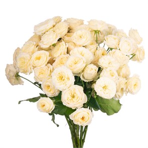 РОЗЫ Роял Парк (куст.) 50 см (Россия) 88991a28-f3c5-11ed-0a80-04310009a109