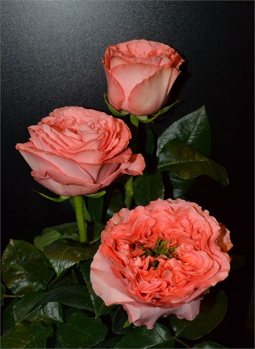 Роза-Rosa-Mandarin X-Pression-60cm-JR 19794c7d-10ab-11f0-0a80-18c800430543