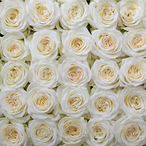 Роза-Rosa-Candlelight-60cm-JR 685ffe9f-bfa9-11ec-0a80-0b4c000bb58d