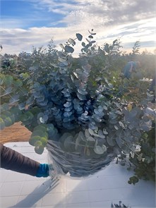 Эвкалипт-Eucalyptus-80 cm-FY c394e4b6-bd31-11ee-0a80-01a700213293