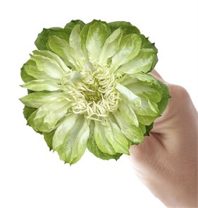Роза-Rosa-Veggie-40cm-TA e4214e57-a6de-11f0-0a80-006a00110754