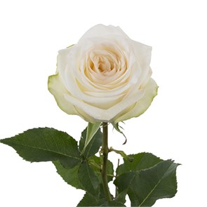 Роза-Rosa-Candlelight--50cm-JR fc533177-6f7e-11ee-0a80-0f770017709c