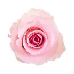 Роза-Rosa-Christa-50cm-QA e9ca388c-569e-11f1-0a80-0ca00012ea2c