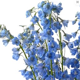 Дельфиниум-Delphinium-Sky Waltz-90cm-TA 09ec7e63-5d9a-11f1-0a80-16b0007d05b2