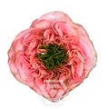 Роза-Rosa-Mandarin X-Pression-50cm-JR 9e353693-41e6-11f0-0a80-169900098333