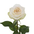 Роза-Rosa-Candlelight--50cm-JR fc533177-6f7e-11ee-0a80-0f770017709c