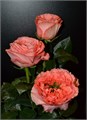 Роза-Rosa-Mandarin X-Pression-60cm-JR 19794c7d-10ab-11f0-0a80-18c800430543
