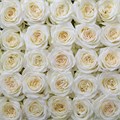 Роза-Rosa-Candlelight-60cm-JR 685ffe9f-bfa9-11ec-0a80-0b4c000bb58d